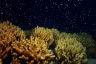 Spawning breeds new hope for the Great Barrier Reef